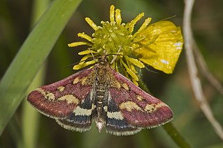 Obtectomera Clade of macro-moths and butterflies