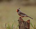 Pyrrhuloxia (34152498833) .jpg