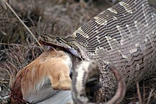 Python natalensis Antelope Africa de Sud.jpg