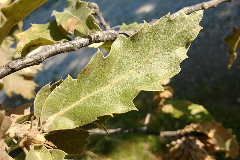 File:Quercus trojana4.jpg