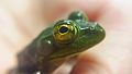 Lithobates catesbeianus.