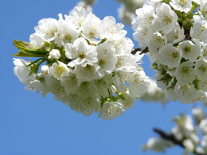 File:RO B Village museum prunus avium blossom.JPG