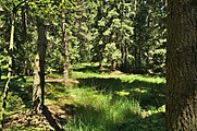 Čeština: Rašelinné jezírko v blízkosti přírodní památky Rašeliniště v Klozovci, okres Prostějov