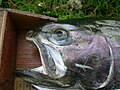 'Steelhead' trout, St. Mary's Rapids (introduced)