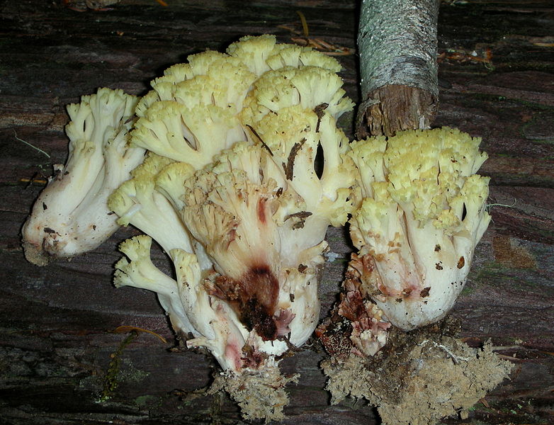 File:Ramaria rubiginosa 396072.jpg