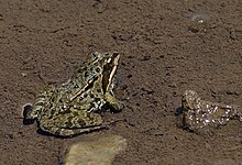 Rana holtzi - Taurus frog.jpg