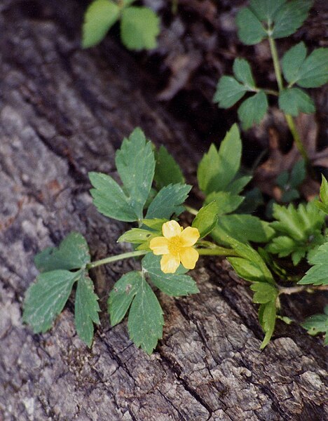 File:Ranunculus fascicularis NRCS-0.jpg