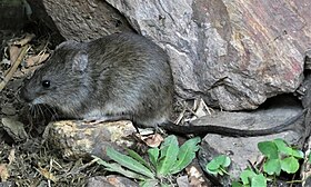 Rato d'água, também conhecido como rato do pântano.