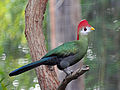 Red-crested Turaco RWD.jpg