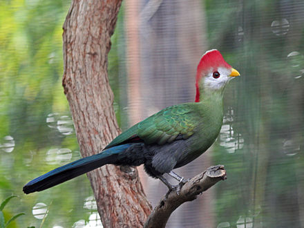 Red-crested turaco, the national bird of Angola