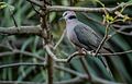 Red-eyed Dove ...Gambia (32330585593).jpg