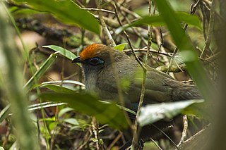 Red-fronted coua Species of bird