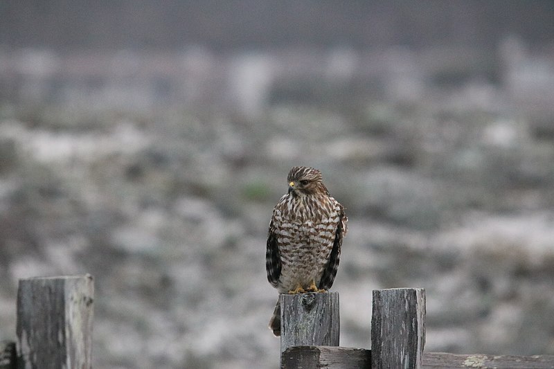 File:Red-shouldered hawk (31314235310).jpg