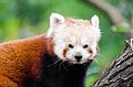 Red Panda (15073792493).jpg