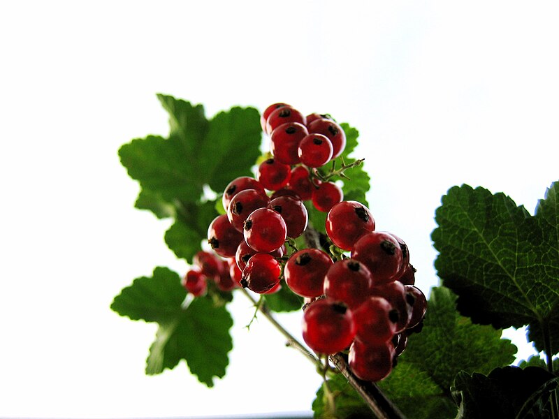 File:Red currants in the garden (576212248).jpg