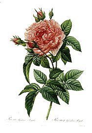 Redouté, Rosa gallica regalis.