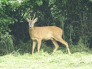 Capreolus Capreolus: Descrizione, Nella mitologia e nella letteratura, Nella cultura di massa