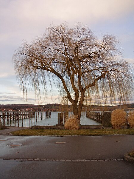 File:ReichenauHafen.jpg