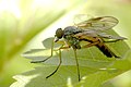 male Rhagio notatus