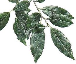 Rhamnus Prinoides