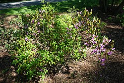 Rododendron capitatomme - Arnold Arboretum - DSC06635. 
 JPG