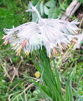 Rindera umbellata