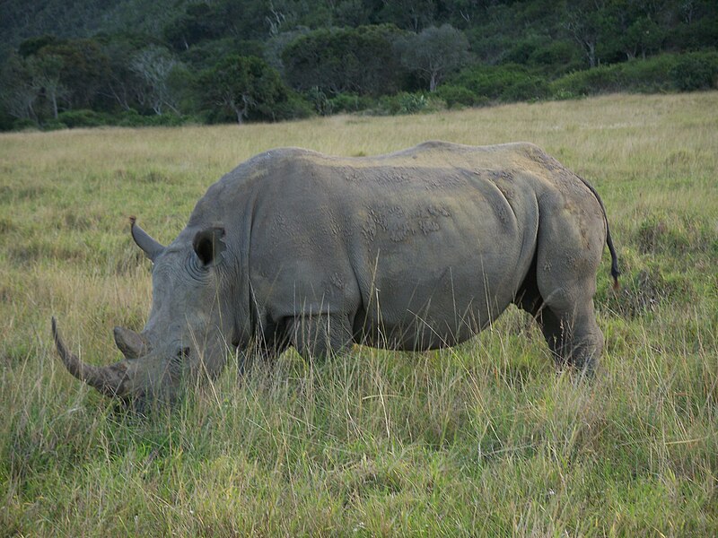 File:Rinoceront en Sud Àdrica, 2008 KARIEGA.JPG