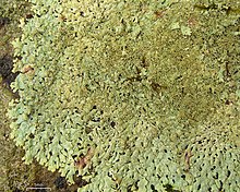 The rock axil-bristle lichen, Myelochroa obsessa Rock Axil-Bristle Lichen (4503087514).jpg