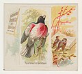 Thumbnail for File:Rose-breasted Grosbeak, from the Song Birds of the World series (N42) for Allen &amp; Ginter Cigarettes MET DP839278.jpg