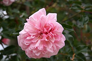 <i>Rosa</i> Francois Juranville