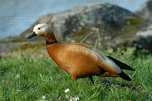 Oie rouille mâle (Tadorna ferruginea)