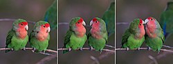 Thumbnail for File:Rosy-faced lovebirds (Agapornis roseicollis roseicollis) composite.jpg