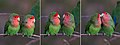 Rosy-faced lovebirds (Agapornis roseicollis roseicollis) composite.jpg