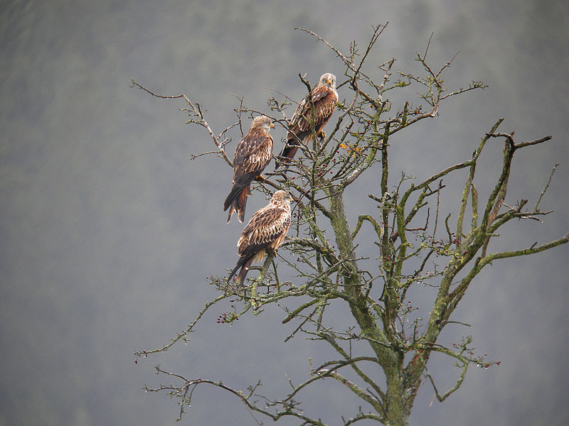 File:Rotmilane, Meyerode, Ostbelgien (3939094738).jpg