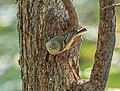 Thumbnail for File:Ruby crowned kinglet (61374).jpg