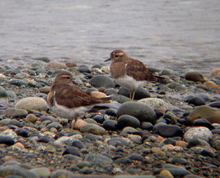 <span class="mw-page-title-main">Rufous-chested plover</span> Species of bird