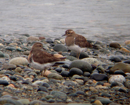 Rufous-chested Dotterel.jpg