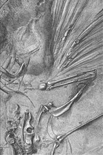 Archaeopteryx: Paleobiologi, Flygförmåga, Paleoekologi