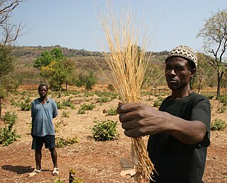 Ein Dorfvorsteher mit Foniohirse in Senegal