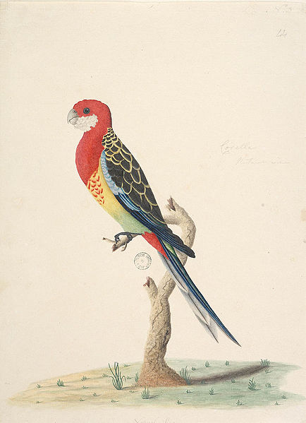 File:SLNSW 823104 f53 Eastern Rosella Platycerous eximius.jpg