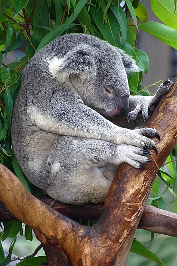 Koala sleeping on a tree top