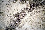 Certains comportements des fourmis sont à l'origine d'algorithmes d’optimisation (ici, des fourmis légionnaires du genre Dorylus).