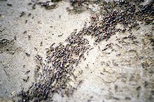 الگوریتم کلونی مورچه ها
