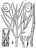 Thumbnail for Salicornia maritima