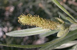 Salix exigua staminate catkin 2003-06-04. jpg