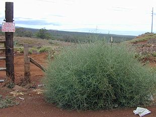 Russisk sodaurt (Salsola tragus).