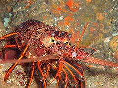 California spiny lobster