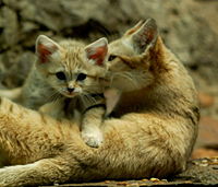 Sand Kitten & Mom.jpg
