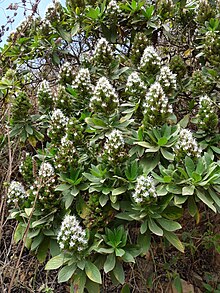 Сантьяго-Echium hypertropicum (1) .JPG