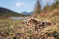 "Saturnia_pavonia_-_Kleines_Nachtpfauenauge_im_Landschaftsschutzgebiet_Isarauen_zwischen_Lenggries_und_Sylvensteinsee.jpg" by User:Andrea Rosin